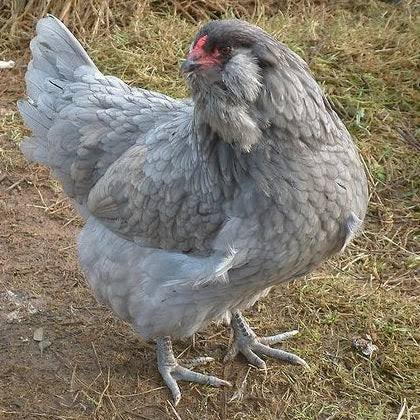 Americana hen