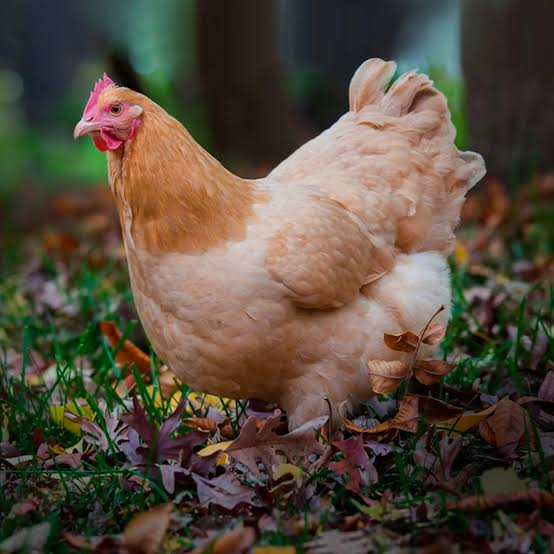 Buff Orpington hen