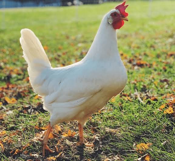White Leghorn hen