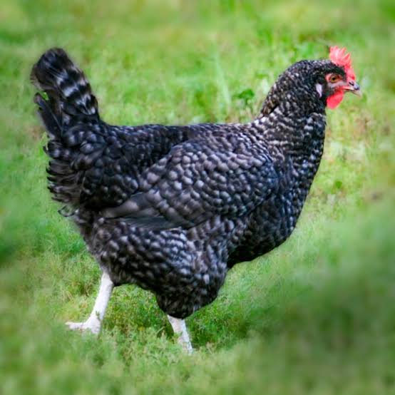 Cuckoo Marans hen