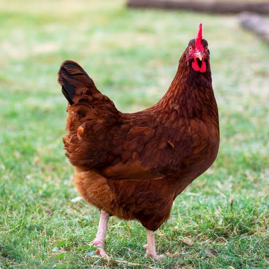 Rhode Island Red hen