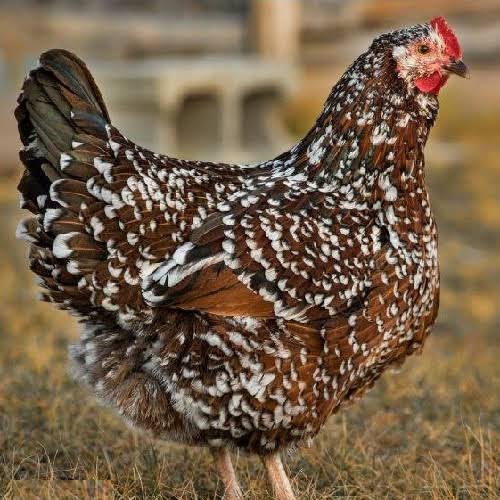 Light Sussex hen